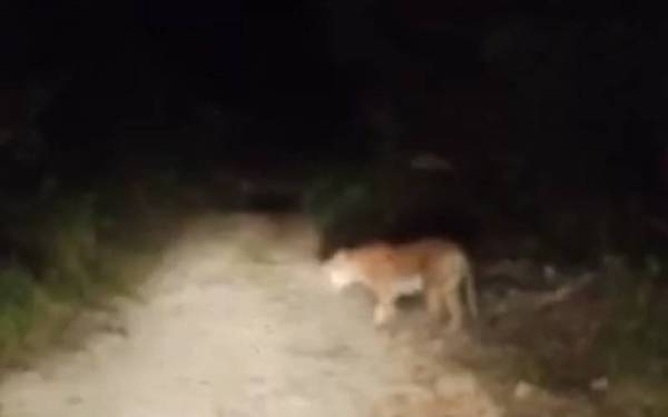 Kelibat harimau dirakam dalam satu klip video didakwa di Santong, Paka yang tular sejak malam Sabtu.