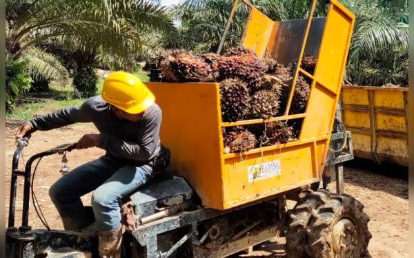 TDMP menawarkan 800 peluang pekerjaan kepada warga tempatan untuk ditempatkan di semua ladang syarikat di Terengganu.