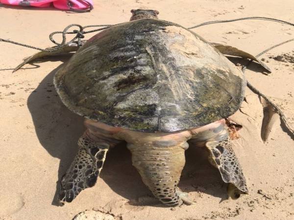 Sebanyak 12 penyu ditemukan mati di pantai Terengganu bulan ini. Gambar fail bangkai penyu jantan dewasa yang ditemui di perairan Pulau Kapas, pada Sabtu lalu.