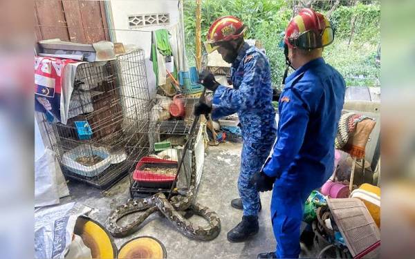 Anggota APM sedang mengeluarkan ular sawa dalam sangkar kucing di Kampung Ulu Seraja Parit Melana, Durian Tunggal pada pagi Rabu.