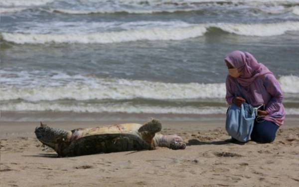 Seekor penyu agar jantan dewasa ditemukan mati di Pantai Batu Buruk, Kuala Terengganu pada 14 Januari lalu.