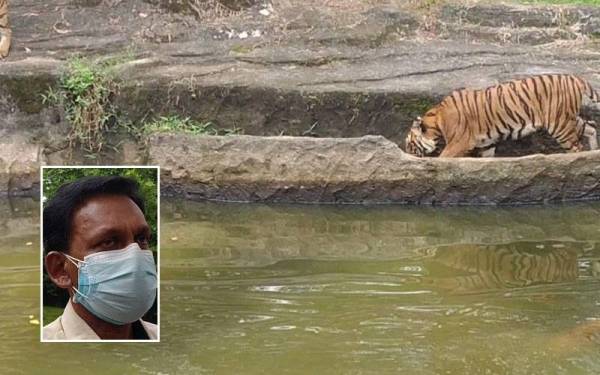 Antara tiga ekor Harimau Malaya yang berjaya dilahirkan di ZTNS. Gambar kecil: Dr Kevin