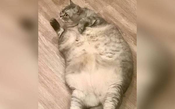 Kucing betina yang diberi nama Liznya ini mempunyai ukuran badan membimbangkan. - Foto fedupcat/Instagram