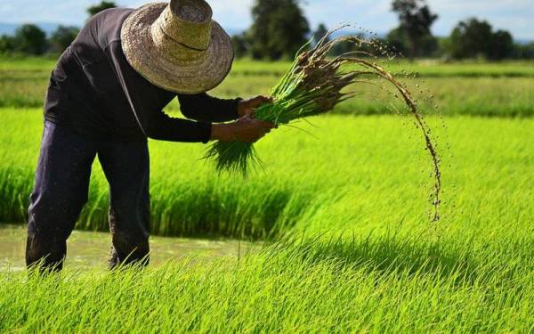 Forum Kedaulatan Makanan Malaysia (FKMM) menggesa agar kaedah pemberian subsidi input pertanian melalui vendor menerusi Skim Insentif Pengeluaran Padi (SIPP) dihapuskan. - Foto 123rf