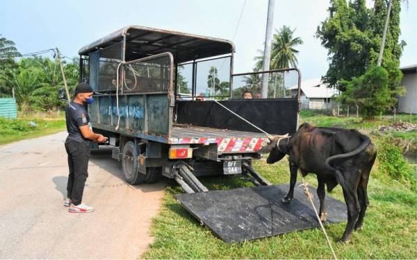 Lembu yang ditangkap dibawa ke Pusat Kurungan Haiwan MPKS untuk tindakan lanjut untuk mencegah haiwan berkenaan tidak berkeliaran di kawasan awam demi kebaikan semua pihak. - Foto Facebook MPKS