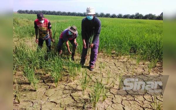 Kemarau melanda lebih awal daripada jangkaan di kawasan bendang di Gaal, Gong Datuk dan Wakaf Bunut, Pasir Puteh.