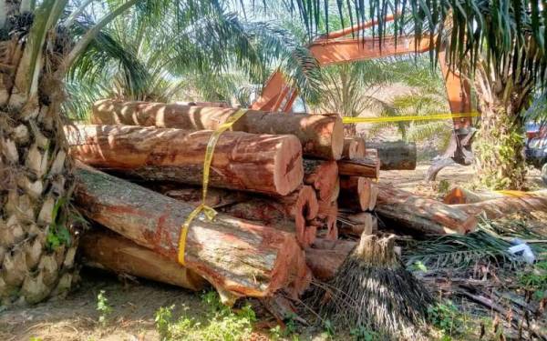 Sebahagian daripada 27 tual pelbagai spesies balak yang cuba dipindahkan tanpa permit dari Hutan Simpan Lakum pada Sabtu. - Foto ihsan JPNP