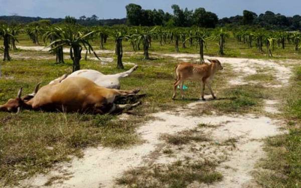 Lembu milik Thangaraj ditemui mati dipercayai diracun.