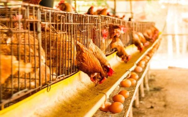 MyCC menubuhkan satu pasukan khas untuk menyiasat isu persaingan dalam industri berkaitan ayam dan telur ayam. Foto 123rf