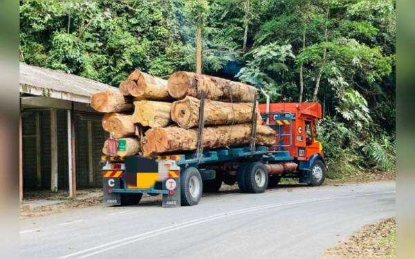 JPNS menyita sebuah lori balak dan menahan pemandunya dalam operasi di jalan Bukit Fraser menghala Kuala Kubu Bharu, pada 20 Januari lalu.