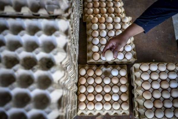 Pekerja dilihat menyusun telur ayam selepas kehabisan stok di sebuah pasar raya Kuala Terengganu pada 9 Januari lalu.
