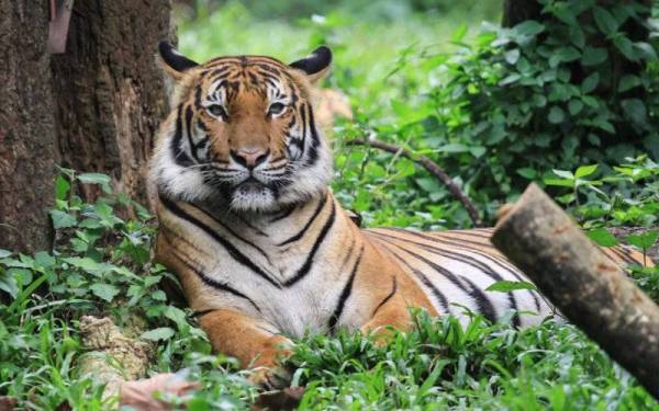 Dianggarkan terdapat kurang 150 ekor spesies Harimau Malaya di Malaysia ketika ini. - Foto 123RF