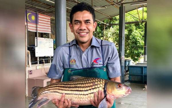 Abdullah menunjukkan ikan temelian yang dibiakkan di Pusat Pengembangan Akuakultur Perlok ketika lawatan beliau pada Khamis.