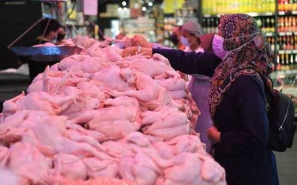 Kerajaan Selangor bercadang untuk melanjutkan tempoh penjualan ayam murah menerusi Program Intervensi Harga Makanan Ehsan bawah Perbadanan Kemajuan Pertanian Selangor (PKPS). - Gambar hiasan
