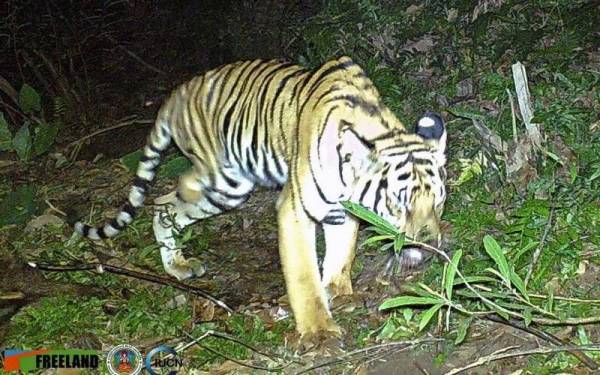 Satu rakaman video menunjukkan seekor harimau berkaki tiga berjalan melalui hutan di Taman Negara Khao Laem di Kanchanaburi, barat Thailand pada 6 Februari lalu. - Foto Freeland/IUCN/AP