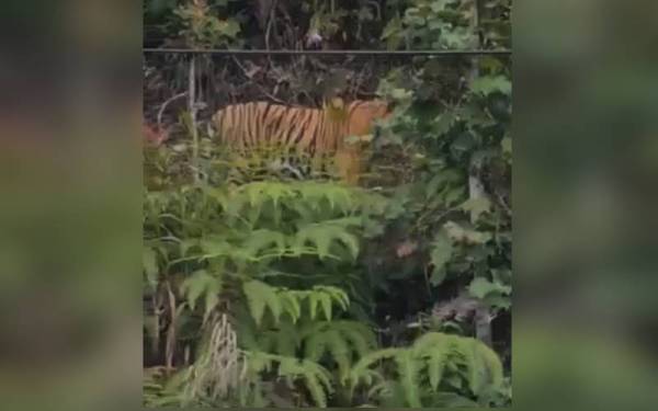 Tangkap layar video berhubung kehadiran harimau belang dikesan di Cameron Highlands dua hari lalu.