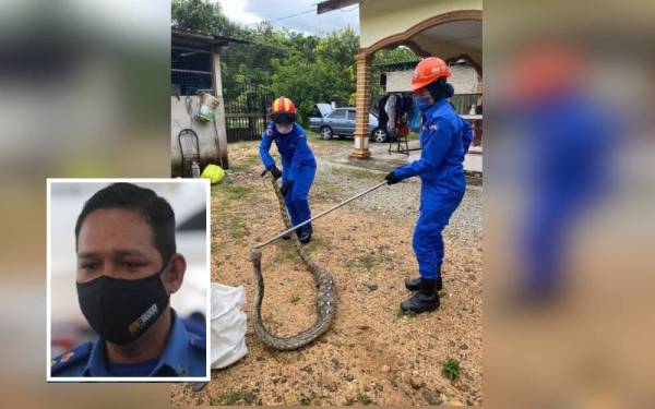 (Gambar kecil kiri: Mohd Rosman) Dua anggota APM menangkap seekor ular sawa yang dilaporkan di daerah Besut. - Foto ihsan APM