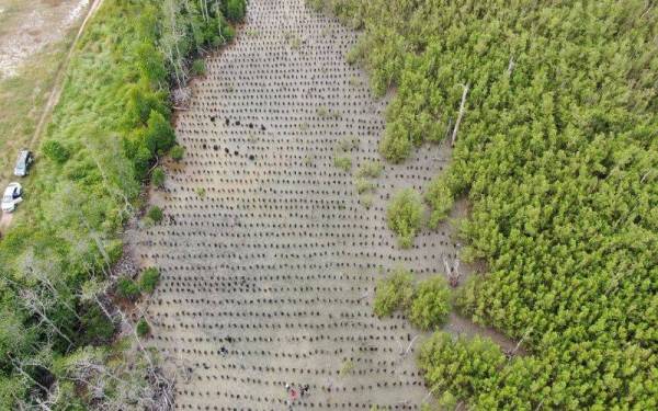 Benih-benih bakau yang ditanam berhampiran Stesen Janakuasa Sultan Azlan Shah (SJSAS), Manjung menerusi program pemulihan hutan bakau.