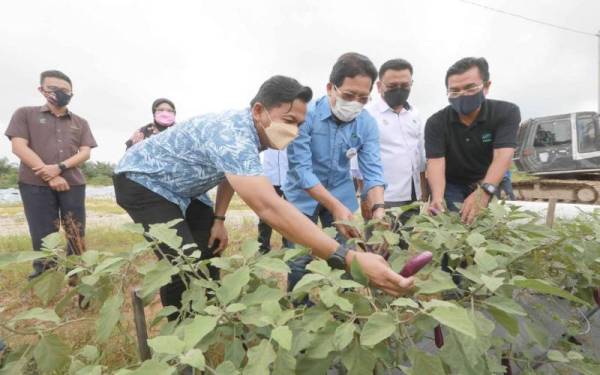 Saiful (dua kanan) ketika mengiringi Pengerusi Fama, Datuk Mohd Fasiah Mohd Fakeh (tiga dari kanan) melawat projek kebun fertigasi Panching Selatan, Kuantan minggu lalu.