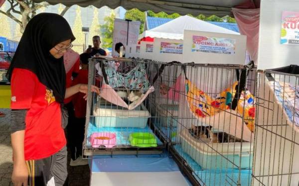 Orang ramai melihat antara kucing terbiar yang boleh diambil dan dibela di Dataran Kemerdekaan, Seksyen 14, Shah Alam.