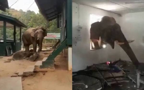 Tangkap layar video memaparkan seekor gajah menceroboh kawasan Kem Sri Banding, Gerik hingga tular di media sosial. - Foto ihsan pembaca