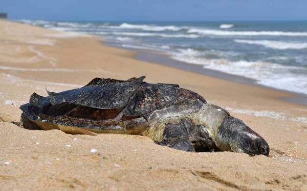 Penggunaan 'pukat malas' oleh nelayan berhampiran kawasan pendaratan penyu dikenal pasti sebagai penyebab utama kematian reptilia yang menjadi ikon pelancongan Terengganu. - Gambar hiasan