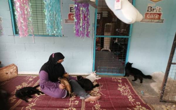 Siti Khatijah bersama sebahagian kucing yang terdapat di Khaty's Cat House.