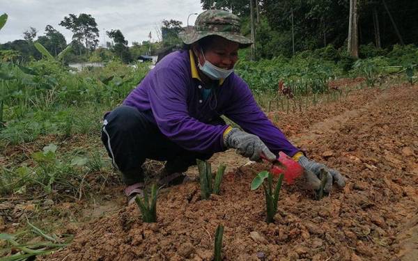 Bahie bercucuk tanam di tanah lapang bersebelahan pondok bagi menyara keluarga.