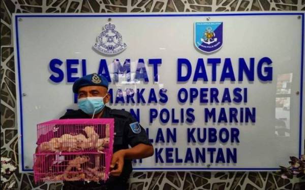 PPM Wilayah Tiga Pengkalan Kubor merampas 32 ekor hidupan liar yang ditinggalkan oleh penyeludup dalam serbuan di pangkalan haram Kebun, Sungai Mentua, Tumpat pada Rabu.