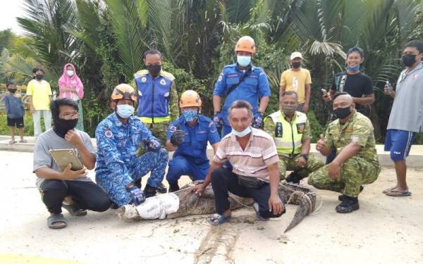 Matthew (depan, tengah) menunjukkan buaya yang berjaya ditangkapnya berhampiran tapak pembinaan di Taman Resident Prima Kinarut, Papar.