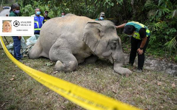 Seekor gajah betina ditemukan mati di tepi jalan Jalan Empangan Pedu di Kampung Pinang, Pedu pada 15 Februari lalu. - Foto Bernama 