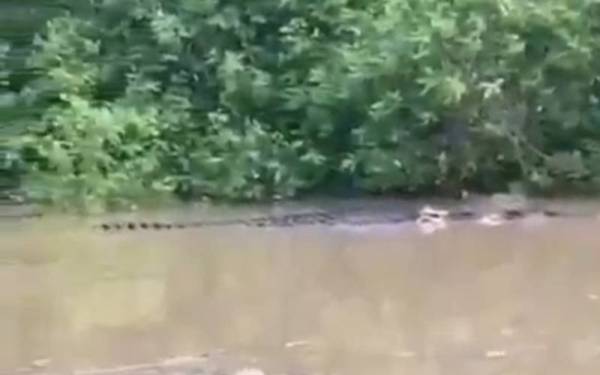 Imej dipercayai buaya menerusi rakaman video tular mengenai penemuan buaya bersaiz besar di Sungai Selangor, pada Rabu.