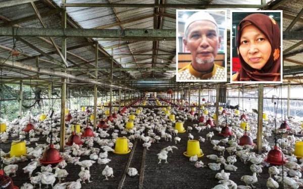 Penternak kontrak menyambut baik pemberian subsidi 30 sen setiap kilogram ayam hidup terhadap golongan berkenaan. (Gambar kecil: Jamaluddin Abd Ghani, Norhayati Ismail)