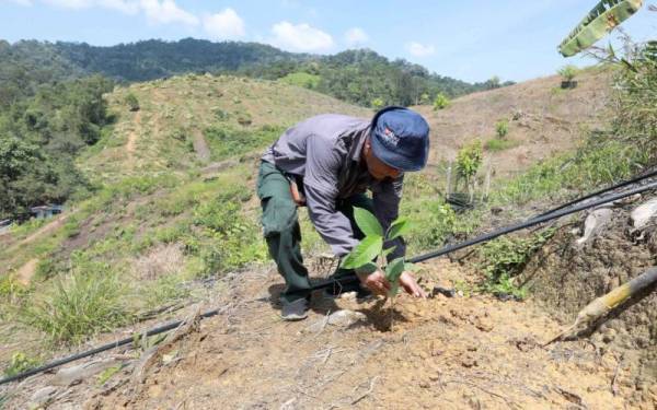 Seorang kakitangan JPNP melakukan kerja-kerja menanam anak pokok balak di Hutan Simpan Sungai Lembing bermula pada Isnin lalu. Foto Ihsan JPNP