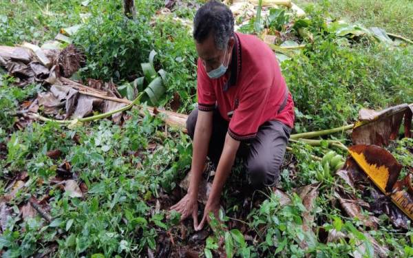 Ahmad Hanapi menunjukkan saiz tapak kaki gajah yang ditemui di kebun milik Mohd Sabari.