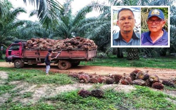 Peneroka Felda mengambil pelbagai inisiatif dalam menangani masalah kecurian BTS di ladang mereka. (Gambar kecil: Mohd Hafizan Umar, Roselan Alias)