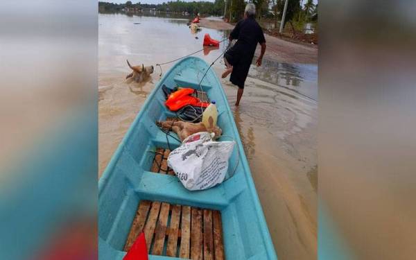 Arifin membantu rakannya, Yusof memindahkan dua ekor lembu baka Charolais yang terperangkap selepas kandang haiwan ternakan itu ditenggelami banjir di Kampung Derdap, Bendang Pak Yong, Tumpat.