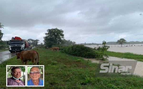 Lembu kepunyaan dua beradik berkenaan dibawa naik ke tepi jalan yang tidak menganggu lalu lintas. (Gambar kecil: Eh Ley (kiri) Sing Tia.