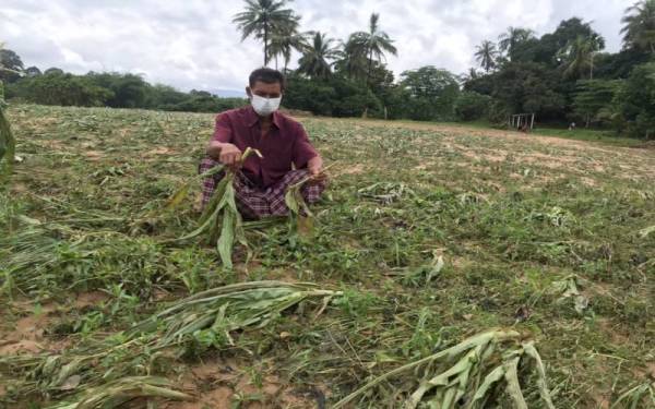 Idris menunjukkan kebunnya yang kini tinggal jagung-jagung yang sudah musnah.