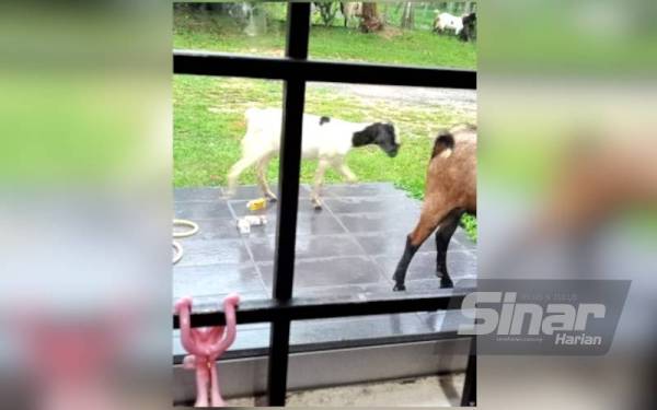 Kambing dari zoo mini berhampiran yang masuk ke kawasan rumah Senyum