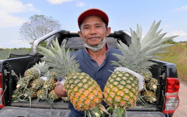 Roslee menunjukkan nanas jenis MD2 ditanamnya di Kampung Lepau, Pengerang. - Foto Bernama