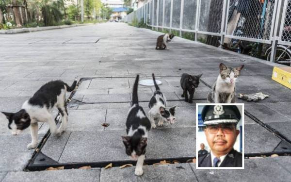 (Gambar kecil: Abdul Rozak) Polis menyiasat insiden 20 ekor kucing mati dipercayai diracun dalam kejadian di kawasan peranginan sekitar Pantai Bukit Keluang disini, pada Ahad. (Gambar hiasan) - Foto 123rf