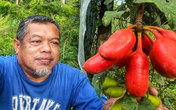 Khaidir bersama buah larak yang ditemui di kebun miliknya baru-baru ini.