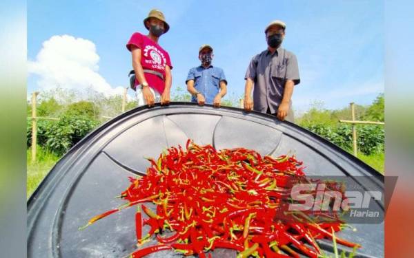 Muhammad Salleh (kiri) menunjukkan hasil cili yang diusahakan di Kampung Talang, Tanjung Belanja, di sini sehingga berjaya keluar dari kepompong asnaf.