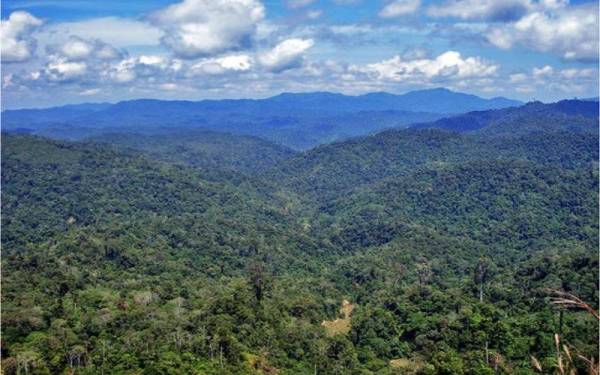 Program pembangunan ladang hutan bertujuan mengurangkan kebergantungan industri perkayuan negara kepada hutan asli. - Foto Bernama