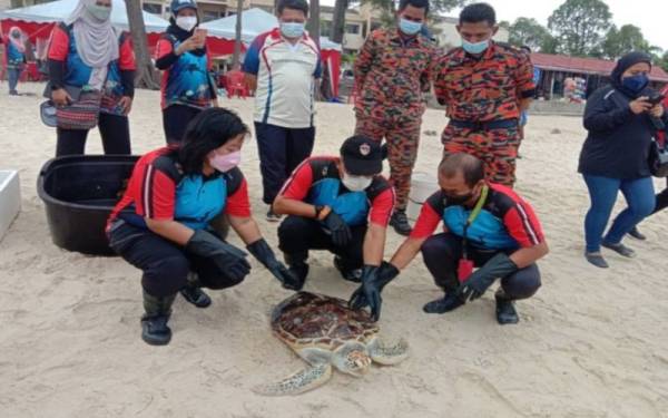 Bakri (tengah) ketika melepaskan penyu di pantai Tanjung Tuan, pada Isnin.