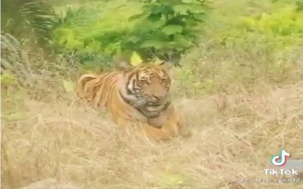 Tangkap layar video tular memaparkan seekor harimau belang berada di sebuah ladang kelapa sawit di daerah Dungun.