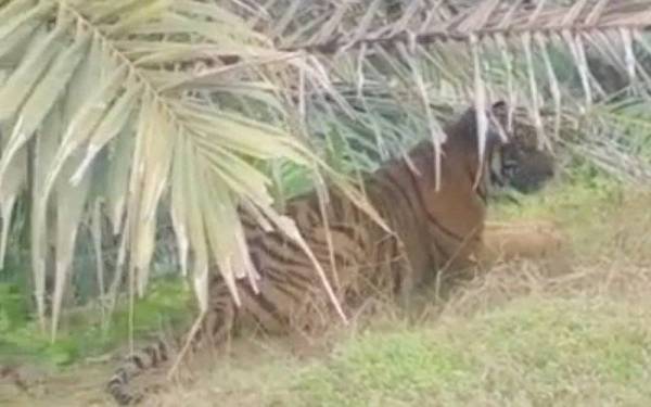 Tangkap layar video tular memaparkan seekor harimau berada di sebuah ladang kelapa sawit di daerah Dungun.