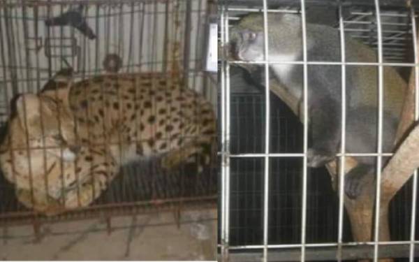 Kucing liar spesies Serval Cat dan monyet spesies Blue Monkey dirampas dalam serbuan di sebuah rumah di Seri Kembangan, Selangor pada 9 Mac lalu.