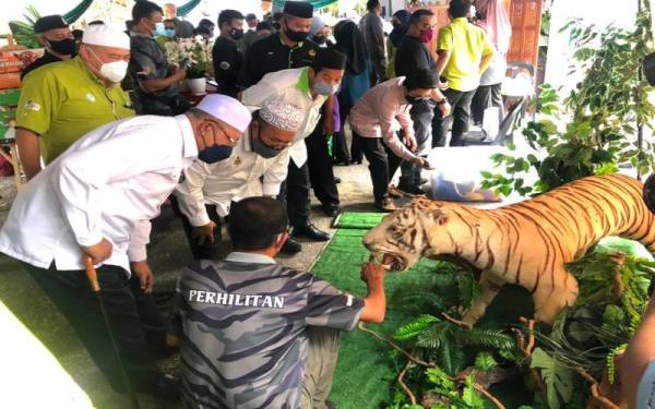  Ahmad (dua dari kanan) melihat harimau belang jantan yang diawet dan dipamerkan sempena sambutan Hari Hutan Antarabangsa Peringkat Negeri Kelantan Tahun 2022 di Taman Eko Rimba Bukit Bakar di Machang, pada Isnin. Foto Sinar Harian